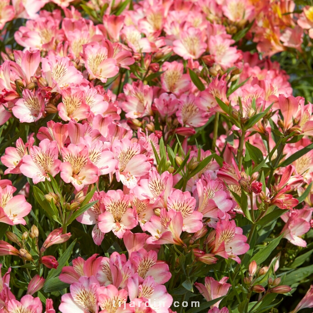 Alstroemeria 'Summer Paradise' Summer Break® - Lis des Incas 