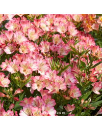 Alstroemeria 'Summer Break' Summer Paradise® - Lis des Incas 