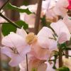 Bougainvillea 'Ada's Joy'