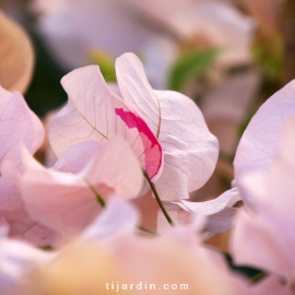 Bougainvillea 'Ada's Joy'