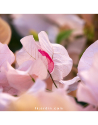 Bougainvillier 'Ada's Joy'