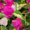 Bougainvillea 'Asia'