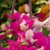 Bougainvillea 'Asia'