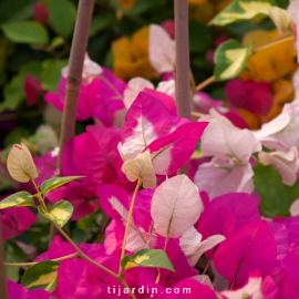 Bougainvillea 'Asia'