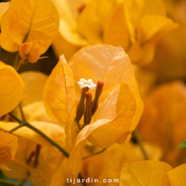 Bougainvillea 'Barbara Ambrea'