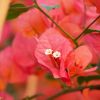 Bougainvillea 'Louis Wathen'