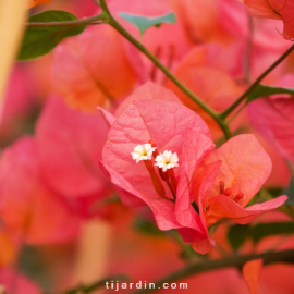 Bougainvillea 'Louis Wathen'