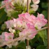 Bougainvillea 'Imperial Thaï Delight'