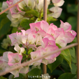 Bougainvillea 'Imperial Thaï Delight'