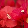 Bougainvillea 'James Walker'