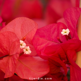 Bougainvillea 'James Walker'