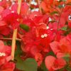 Bougainvillea 'James Walker'