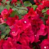 Bougainvillea 'Juanita Hatten'