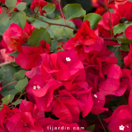 Bougainvillea 'Juanita Hatten'