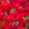 Bougainvillea "La Jolia"