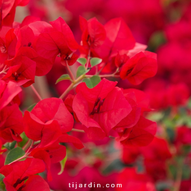 Bougainvillea "La Jolia"