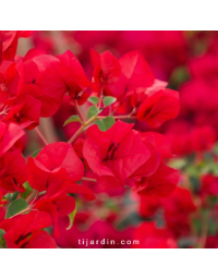 Bougainvillier 'La Jolla'