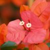 Bougainvillea 'Louis Wathen'