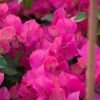 Bougainvillea 'Marie Rose'