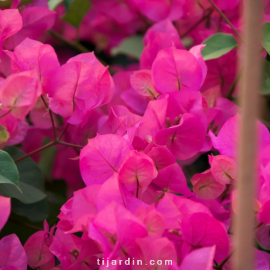 Bougainvillea 'Marie Rose'