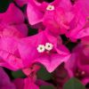 Bougainvillea 'Marie Rose'