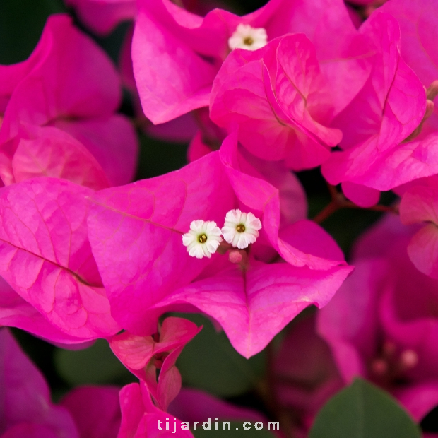 Bougainvillea 'Marie Rose'