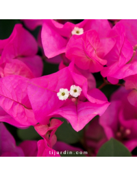 Bougainvillier 'Marie Rose'