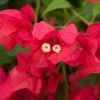 Bougainvillea 'Parme'