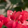 Bougainvillea 'Parme'