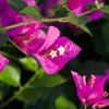 Bougainvillea 'Royal Purple'