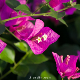 Bougainvillea 'Royal Purple'