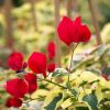 Bougainvillea 'Salsa'