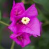 Bougainvillea 'Sanderiana Sophie'