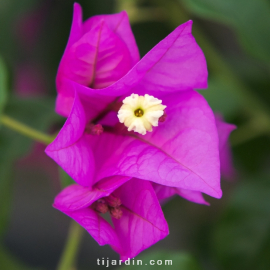 Bougainvillea 'Sanderiana Sophie'