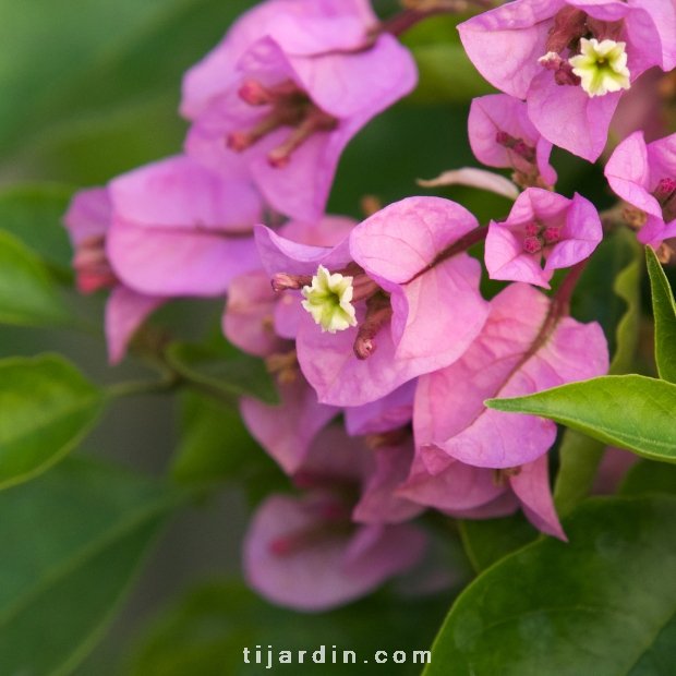 Bougainvillea "Sweet Odyssée"