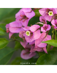 Bougainvillier 'Sweet Odyssée'