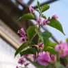 Bougainvillea "Sweet Odyssée"