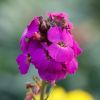 Erysimum winter - Fausse Giroflée vivace