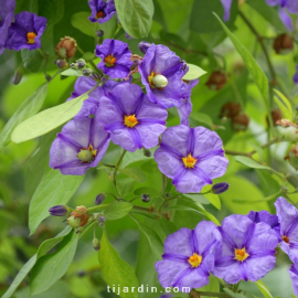 Solanum rantonnetii