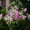 Bougainvillea "Sweet Odyssée"