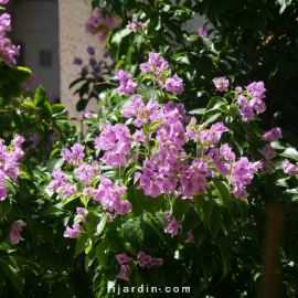 Bougainvillier 'Sweet Odyssée'