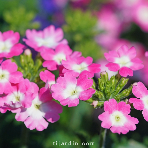 Verveine : Verbena annuelle aux fleurs vives et colorées - Tijardin