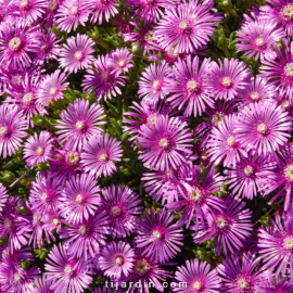 Delosperma cooperi - Pourpier de Cooper