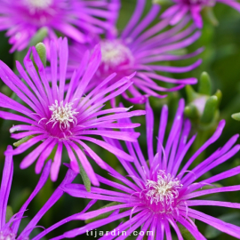 Delosperma cooperi - Pourpier de Cooper