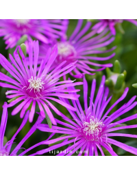 Delosperma cooperi - Pourpier de Cooper