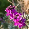 Erysimum winter - Fausse Giroflée vivace