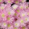 Lampranthus sp. à petites fleurs