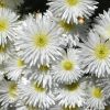 Lampranthus sp. à petites fleurs