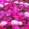 Lampranthus sp. à petites fleurs