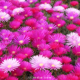 Lampranthus sp. à petites fleurs